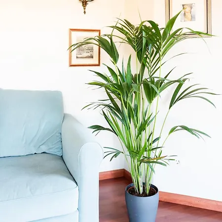 Luxury Country & Rural Palmas Apartment Santa Brigida (Gran Canaria)